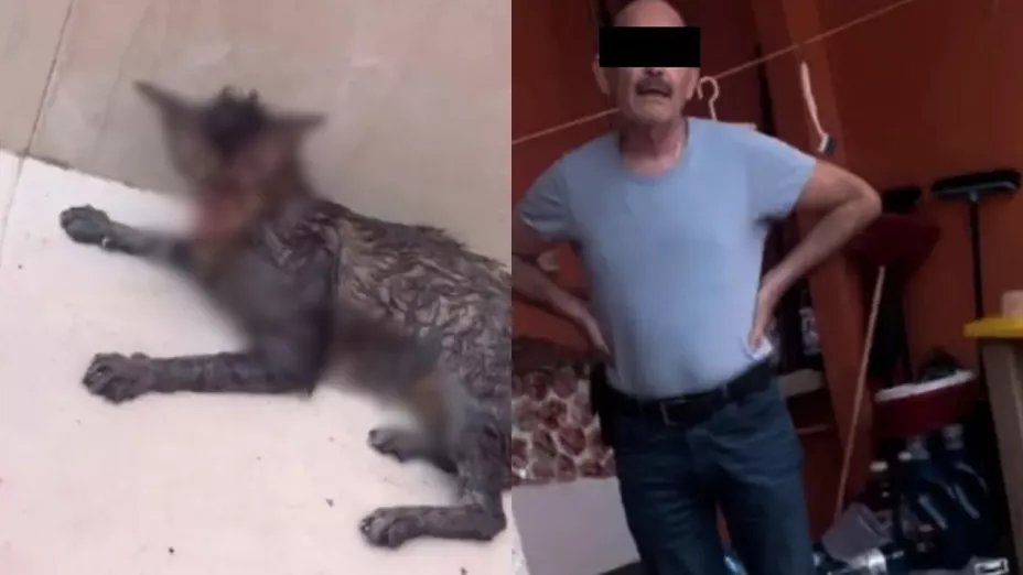Prisión preventiva para hombre que mató a una gatita en Tabasco