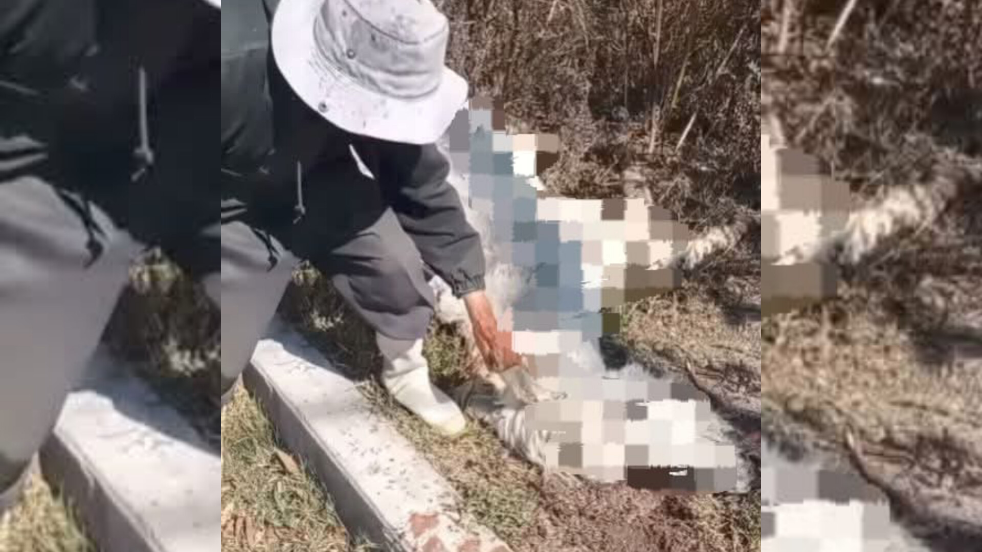 Brutal asesinato de burrita en Tlaxcala: dueño busca justicia