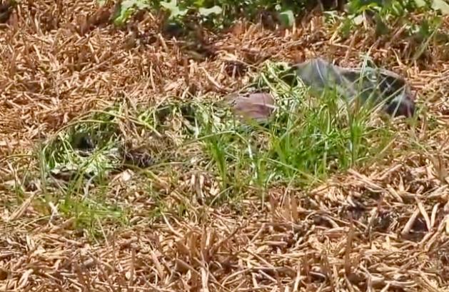 Hallan cadáver putrefacto en Santa Cruz La Ixtla