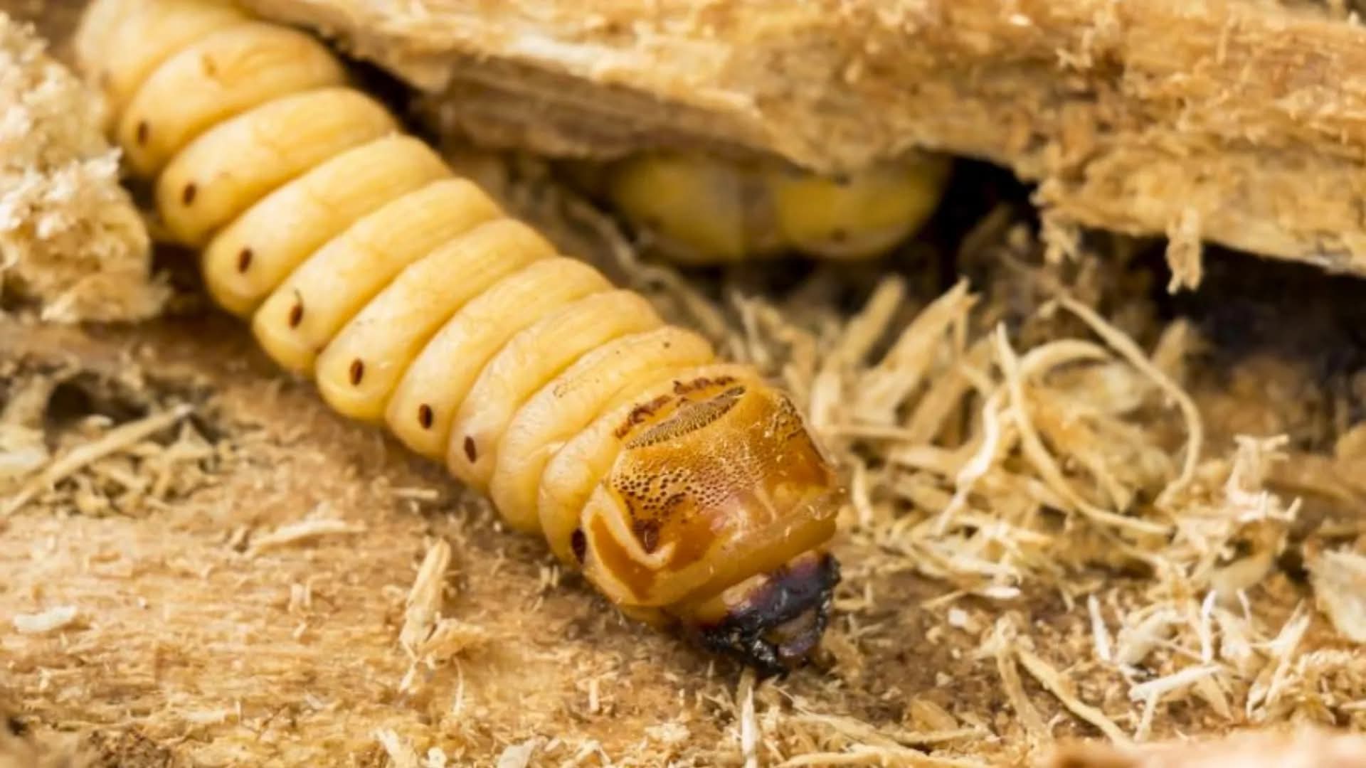 Piden blindar a Puebla del gusano barrenador.