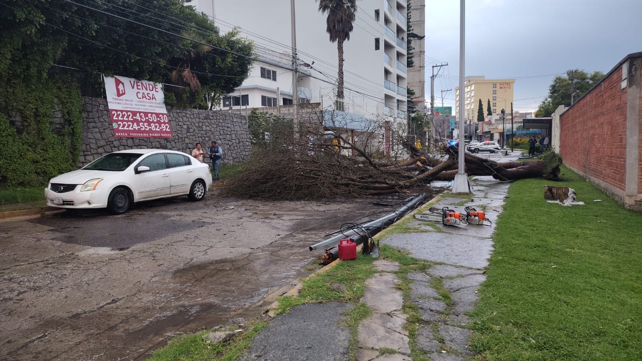 Cae árbol en colonia La Paz; una joven resulta lesionada