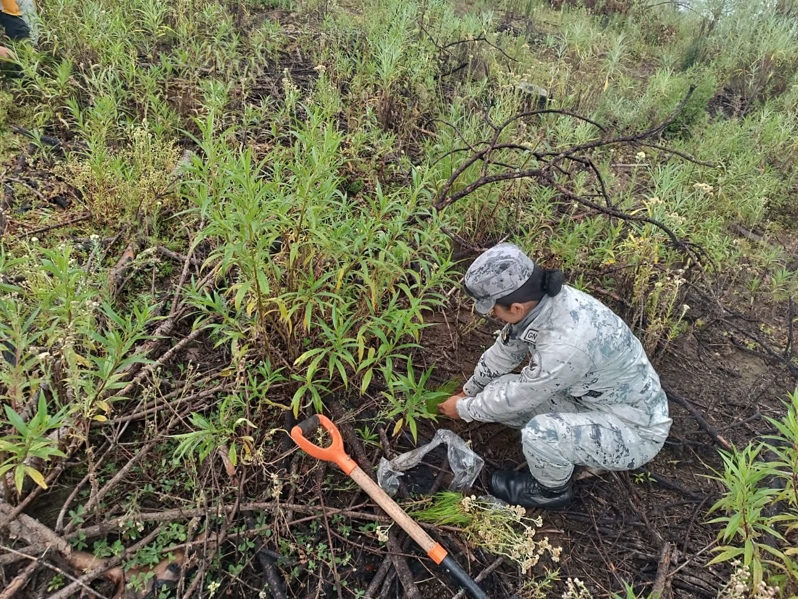 Guardia Nacional participa en reforestación en La Malinche