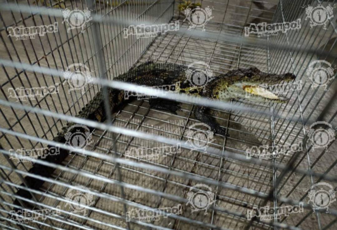 Cocodrilo en Xicotepec resulta ser mascota legal