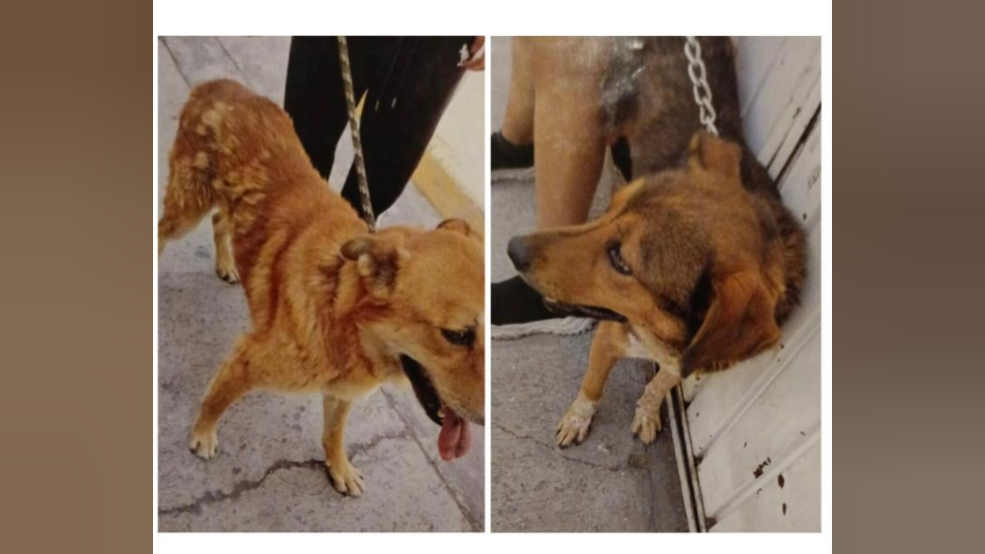 Procesan a tres personas por delitos contra animales en Texmelucan