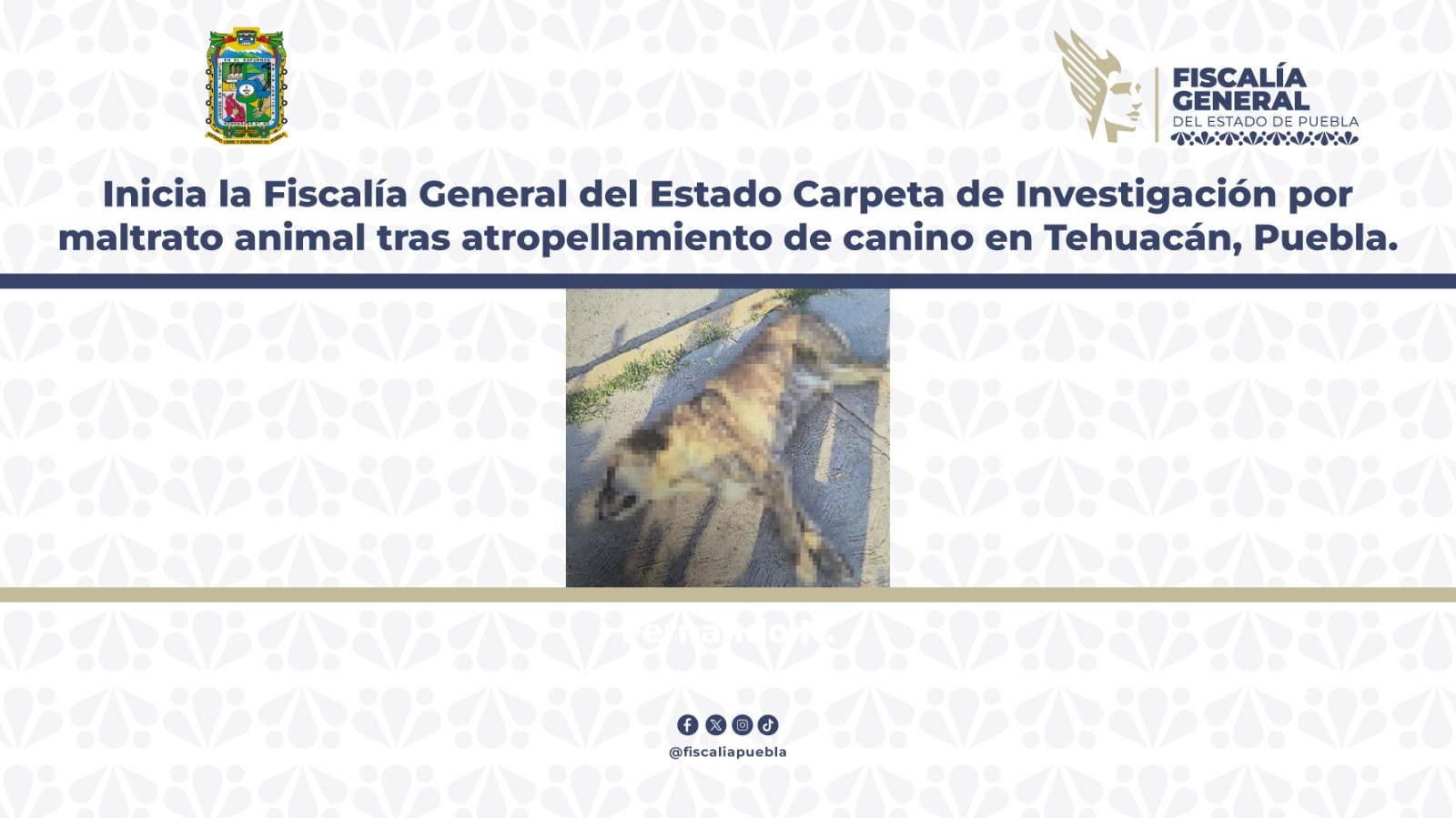 Inicia Fiscalía Carpeta de Investigación por atropellamiento de canino en Tehuacán