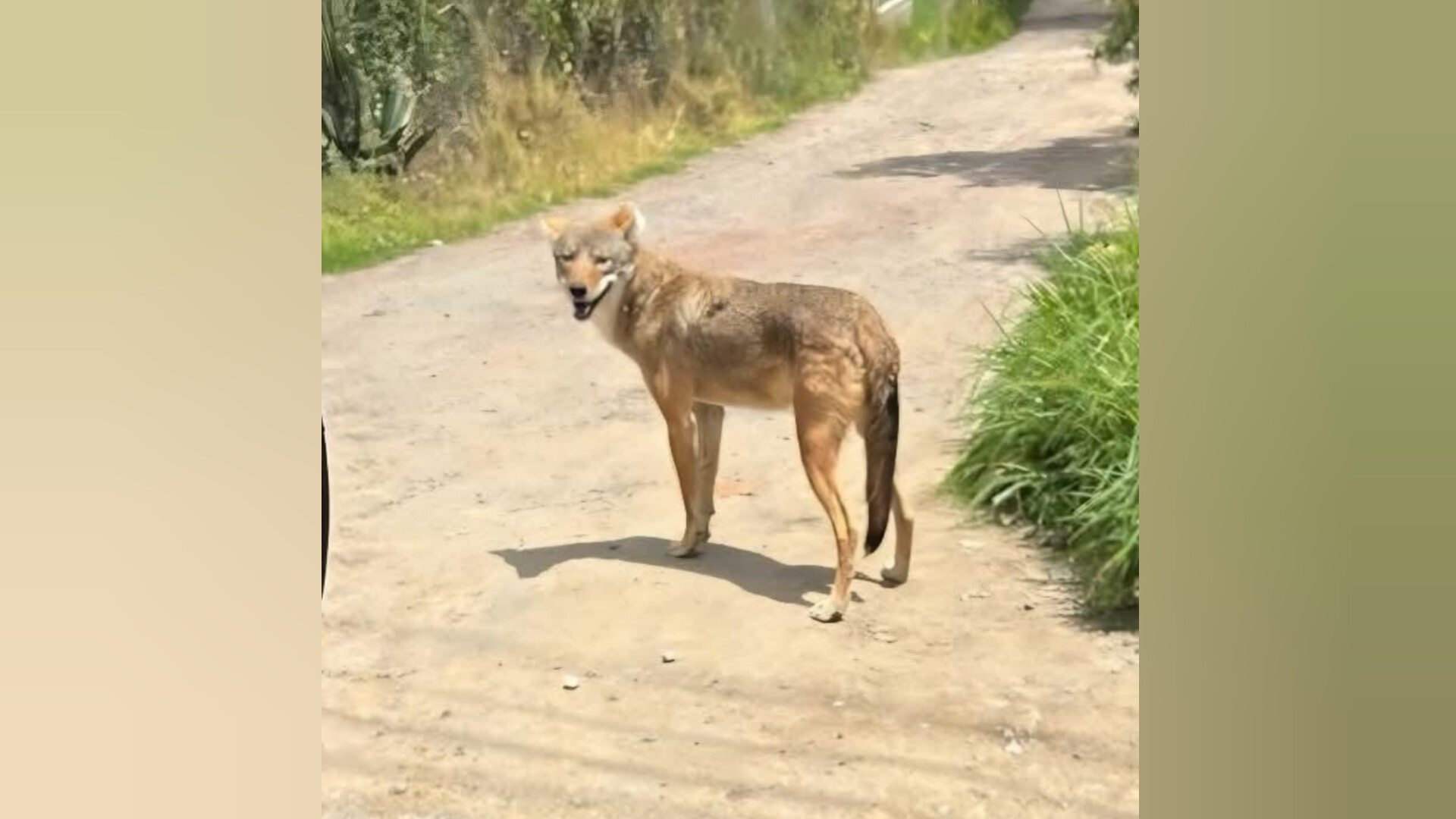 Coyote convive con pobladores en Yauhquemehcan, Tlaxcala.