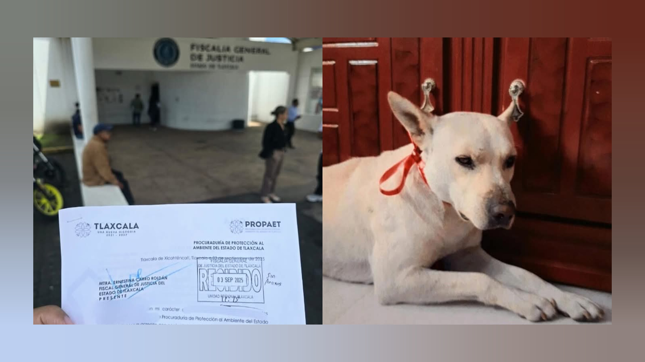Matan a perro en Ixtacuixtla; PROPAET presenta denuncia