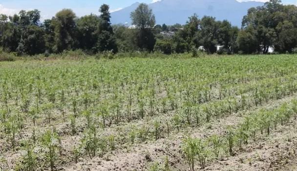 Granizada daña cempasúchil en Tepeyanco