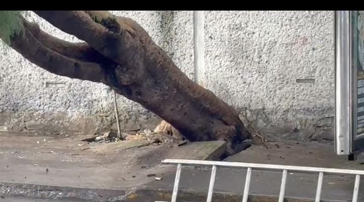 Caída de árbol en la 25 Poniente y Bulevar Esteban de Antuñano