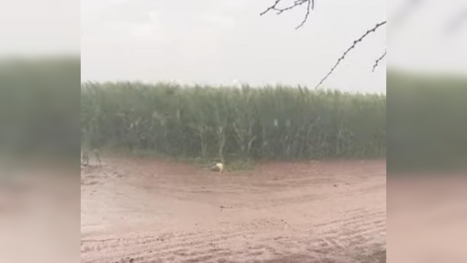Lluvias afectaron 2 mil 200 hectáreas en 2025: Desarrollo Rural
