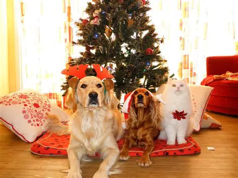 Congreso pide hacer campañas para que no regalen perros ni gatos en fiestas decembrinas