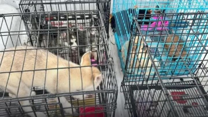 Puebla capital suma más de 320 denuncias por maltrato animal