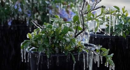 Alerta invernal por nevadas y frío en el sur de Estados Unidos