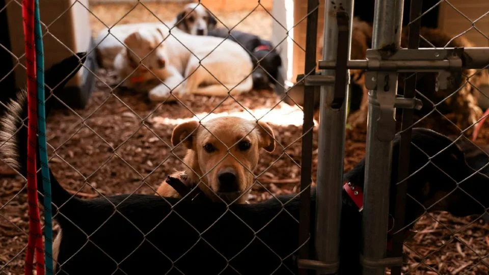 Protestan en Cuajimalpa contra desalojo del Refugio Franciscano