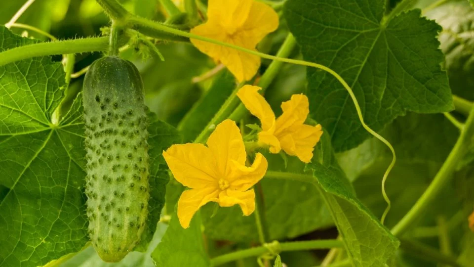 Pepino dispara alertas por inflación