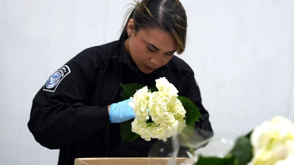 San Valentín impulsa importación de flores en Estados Unidos