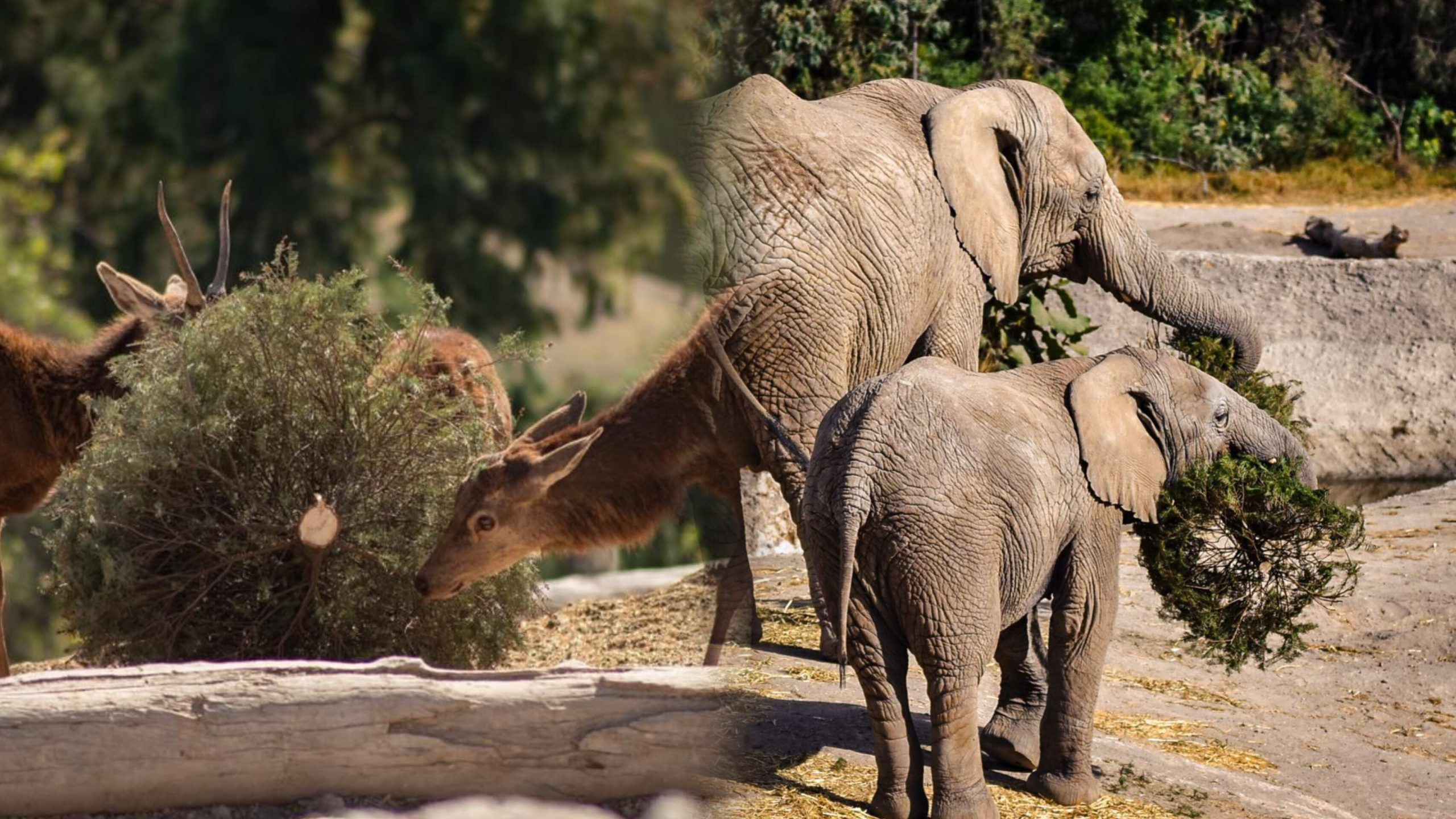 Concluye campaña Verde Navidad 2025 en Puebla