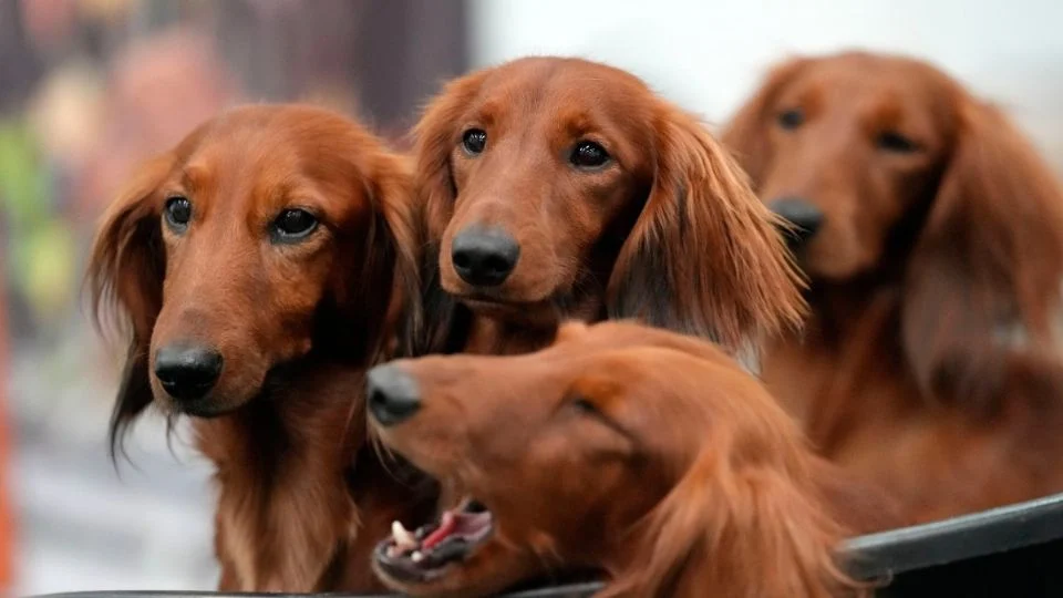 Dachshunds suben y bulldogs franceses bajan en EU