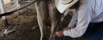 Detectan primer caso de gusano barrenador en Guanajuato