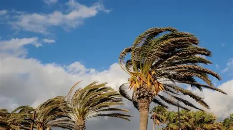 Gobierno de la Ciudad emite recomendaciones por vientos fuertes en la capital poblana