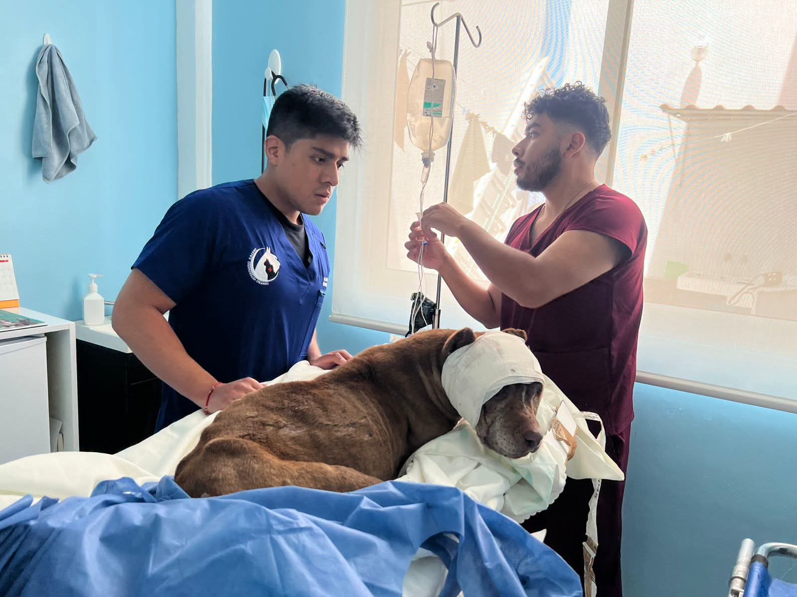 Investiga FGE caso de perro con graves lesiones hallado en General Felipe Ángeles