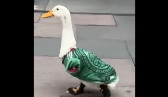Patos canadienses lucen atuendos mundialistas