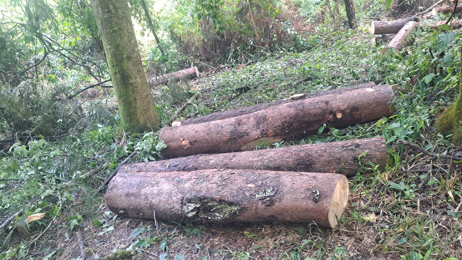 Denuncian tala ilegal cerca de las cascadas de Zoquitlán