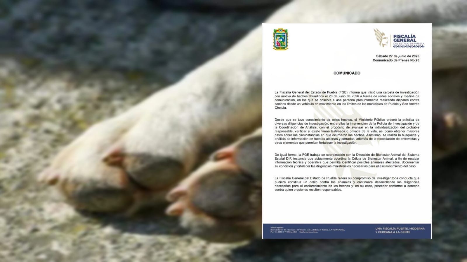 SEDIF denuncia disparos contra perros en límites de Puebla