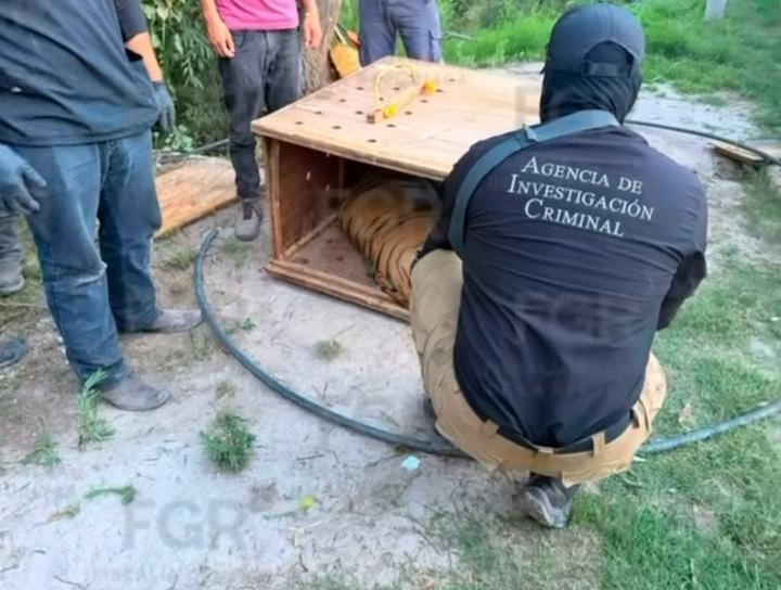 Asegura FGR tres tigres de bengala, un ocelote y 32 equinos en un cateo en Durango