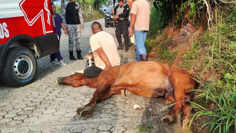 Conductor presuntamente ebrio embiste a caballo y a su propietario; piden eutanasia para el equino