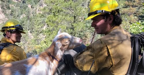 Cabra acompaña a bomberos en Colorado