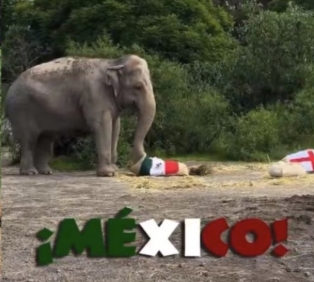 Elefante de Africam Safari pronostica triunfo de México
