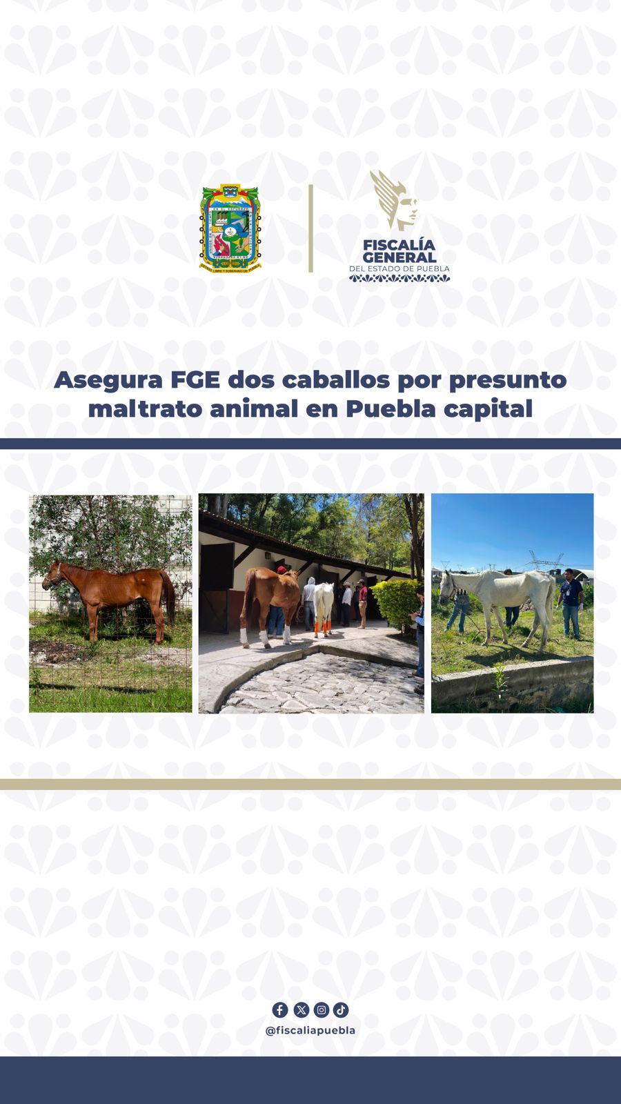 FGE asegura dos caballos por presunto maltrato animal en Puebla