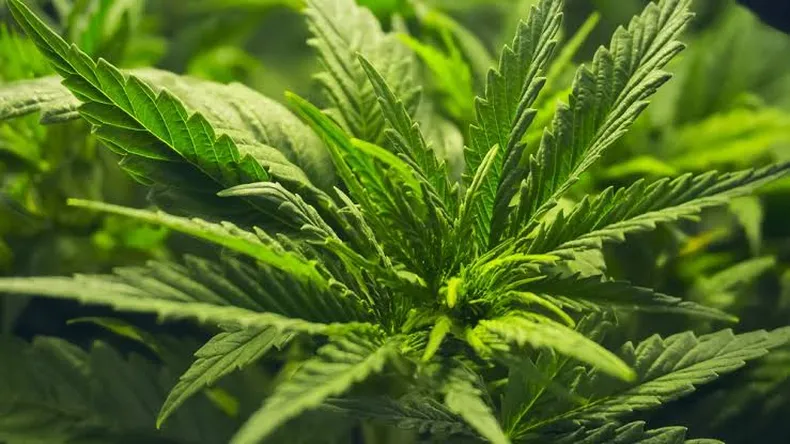 Cofepris acata fallo de la Corte sobre cannabis lúdico